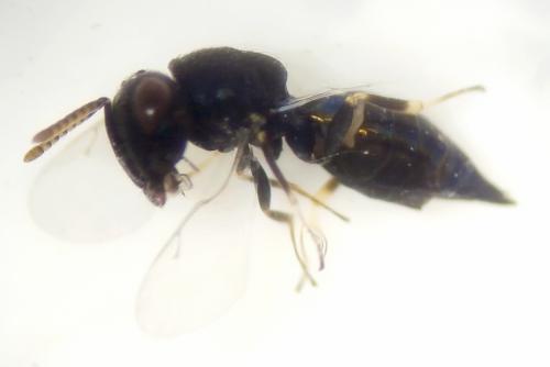 Catolaccus crassiceps